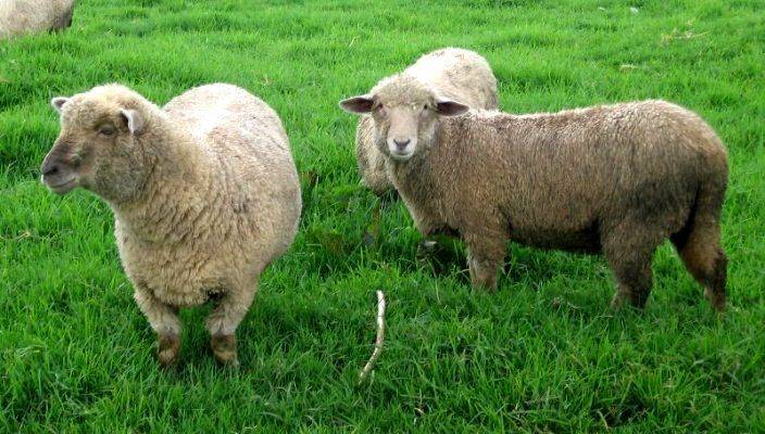 ᐉ овцы породы тексель: описание и характеристика - zooon.ru