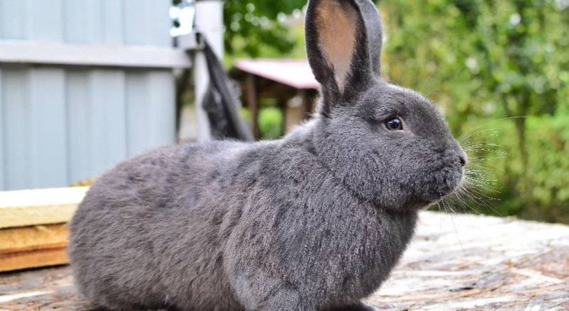 Кролики венские голубые: фото, характеристика, отзывы, описание