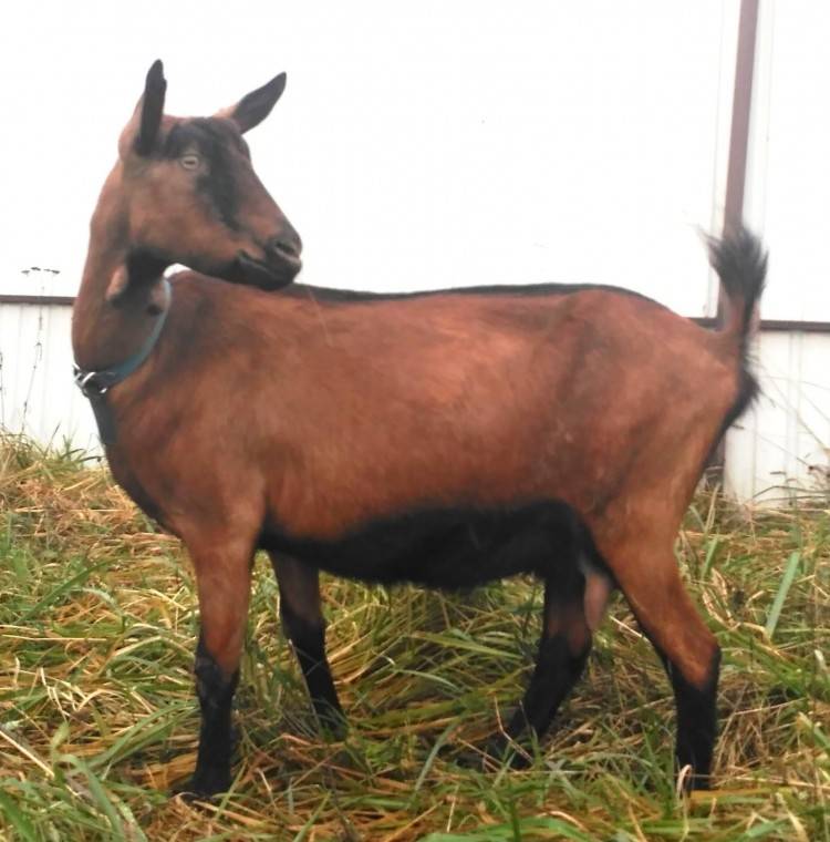 Описание чешской породы коз и правила содержания, сколько стоят животные