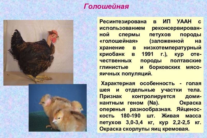 Голошейная порода кур: описание, характеристика, фото