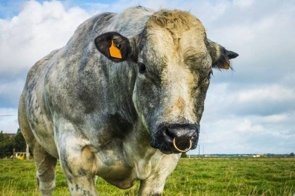 Бельгийская голубая порода коров: происхождение, продуктивность и уход