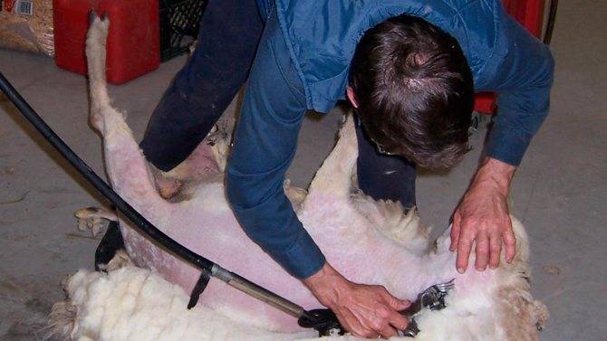 Как подстричь шкуру овцы в домашних условиях