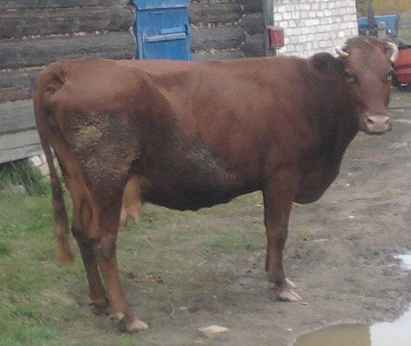 Лучшая молочная порода коров — красногорбатовская. описание, характеристики, особенности содержания