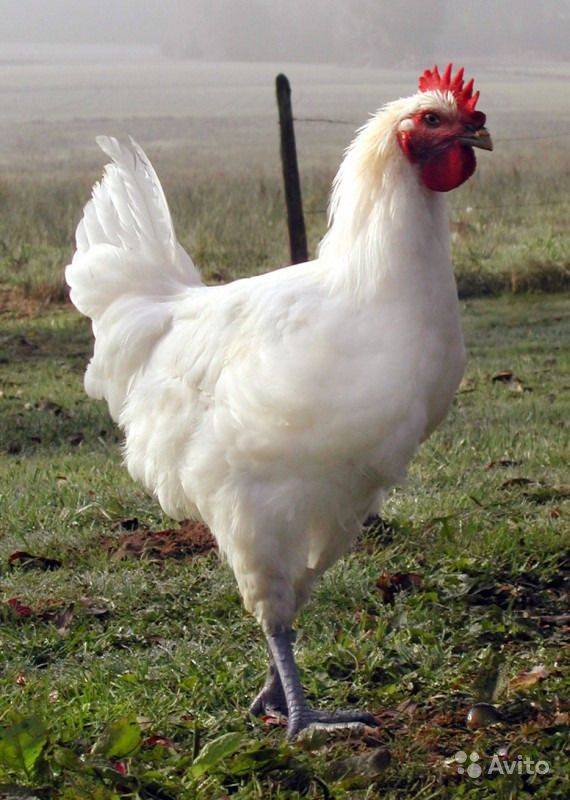 Бресс галльская порода кур: описание, фото