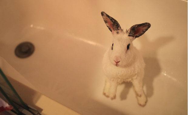 Как мыть кролика в домашних условиях?