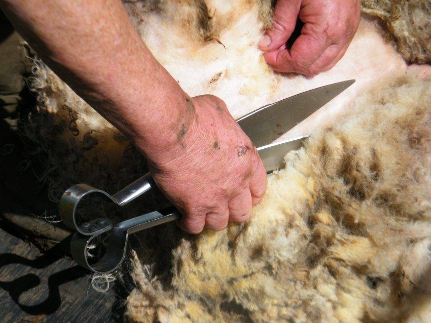 Как правильно стрич овец машинкой