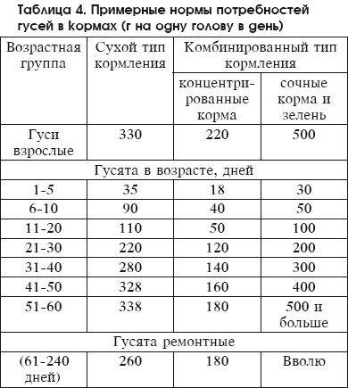 Чем и как кормить гусей в домашних условиях для начинающих