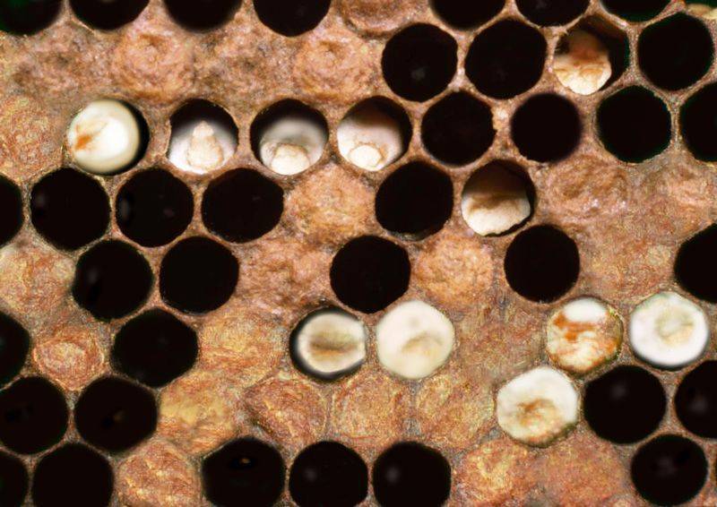 Аскосфероз у пчел: признаки, советы по профилактике и способы лечения | пчеловодство
