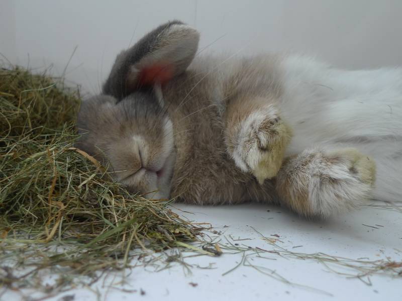 Как спят кролики