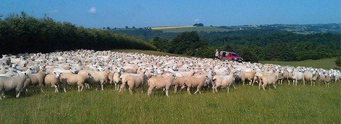 Овцеводство как бизнес: виды пород и особенности разведения | cельхозпортал
