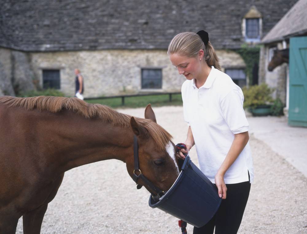 Как ухаживают за лошадьми: правила ухода и содержания домашних лошадей