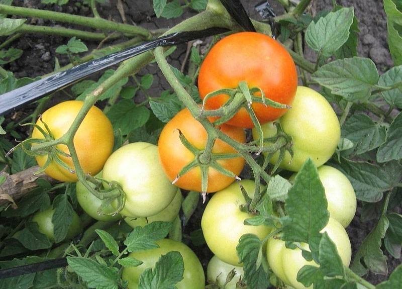 ᐉ томат "примадонна" f1: описание сорта и характеристика, выращивание и получение хорошей урожайности с куста, фото плодов-помидоров - orensad198.ru