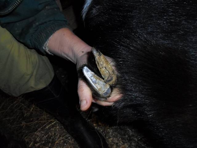 Копыта у козы: причины обрезки, как стричь и ухаживать