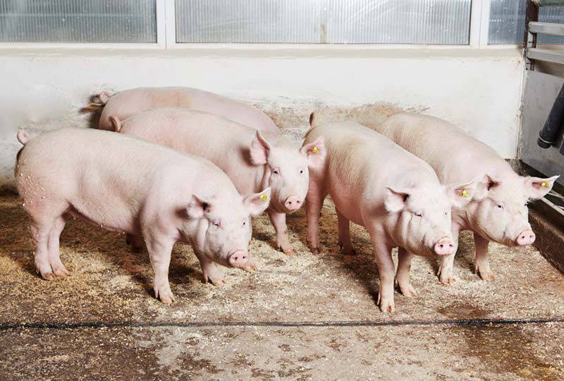 Крупная белая порода свиней: характеристики, описание поросят