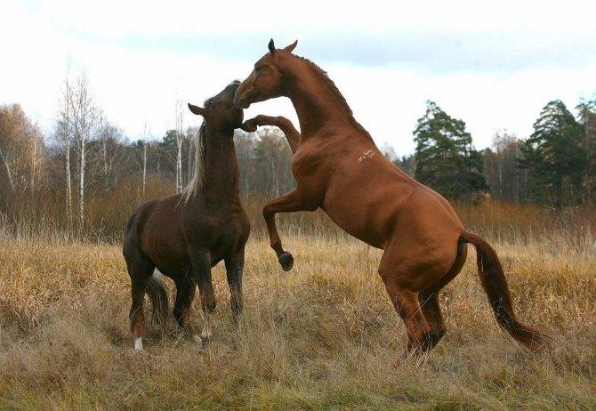 Как происходит спаривание лошадей: методы случки