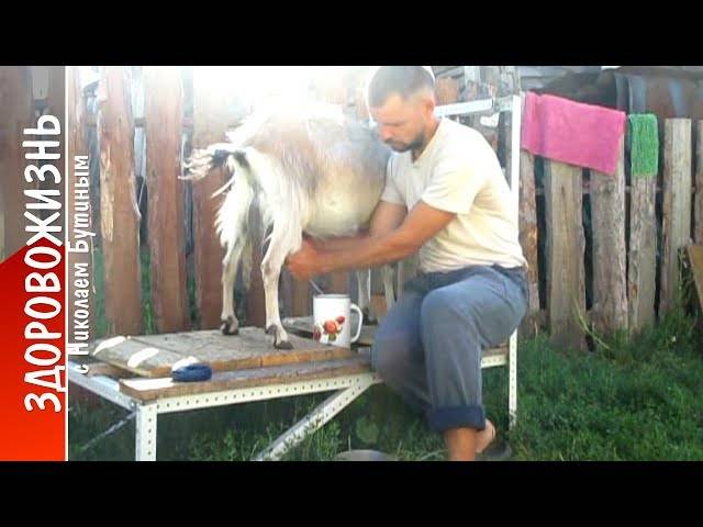 Как приучить козу стоять спокойно во время дойки