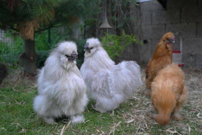 Китайская шелковая курица: фото, описание породы, разведение и содержание