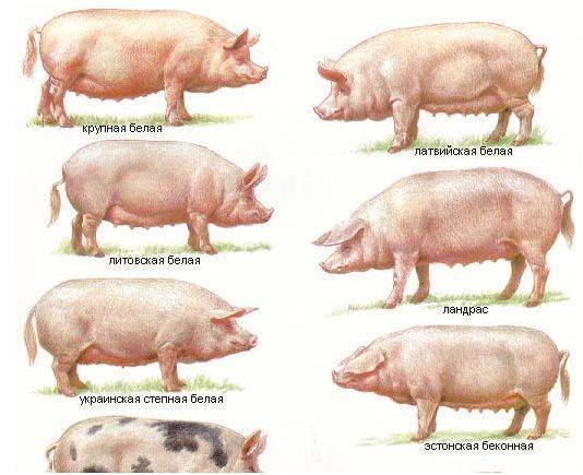 Ландрас порода свиней: характеристика и описание поросят с фото
