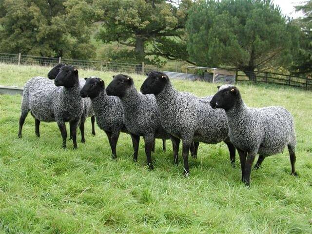 Овцы романовской породы: характеристика, содержание и разведение