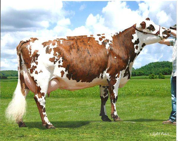 Самые высокоудойные породы коров: описание, молочная продуктивность