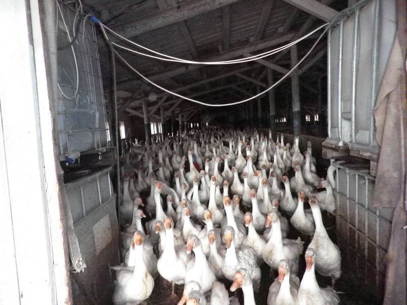 Выгодно ли заниматься разведением гусей на ферме в россии: плюсы и минусы