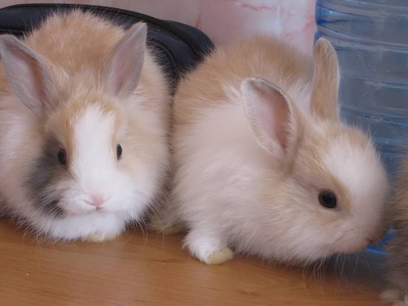 Ангорский кролик (карликовый декоративный): фото, интересные факты