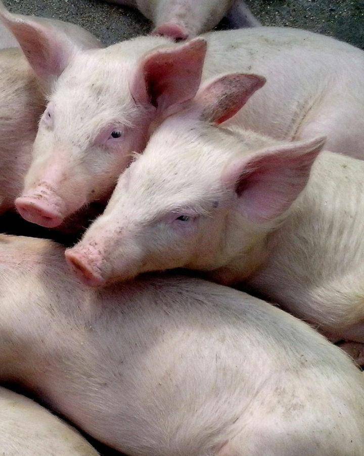 Симптомы и меры профилактики африканской чумы свиней (АЧС)