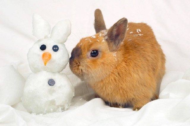 Варианты изготовления зимних поилок для кроликов