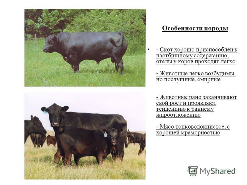 Особенности разведения коров калмыцкой породы