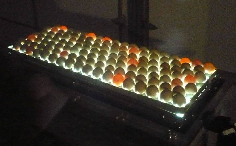 Хранение инкубационного яйца до закладки в инкубатор — условия
