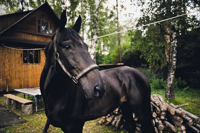 Карачаевская порода лошадей — фото и описание, характеристика, условия содержания, перспективы разведения.
