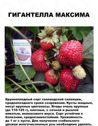 Клубника гигантелла: выращивание, уход, отзывы :: syl.ru