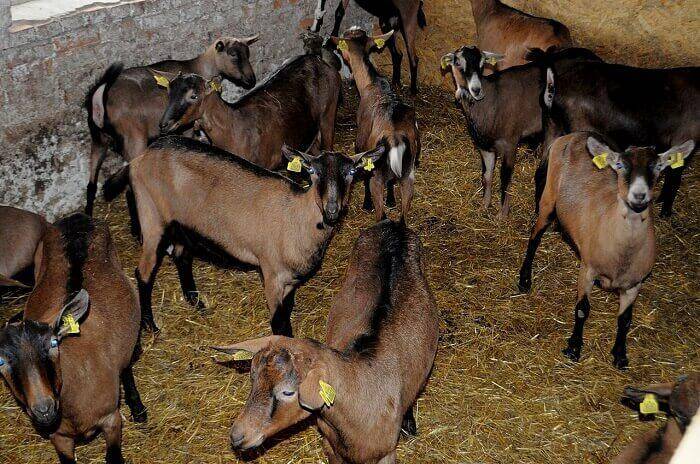 Альпийские козы: описание породы, характеристика продуктивности