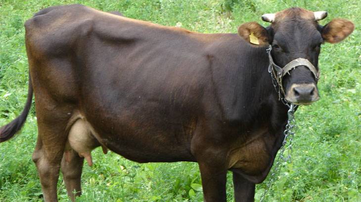 Настоящее воплощение фермерской мечты — корова джерсейской породы
