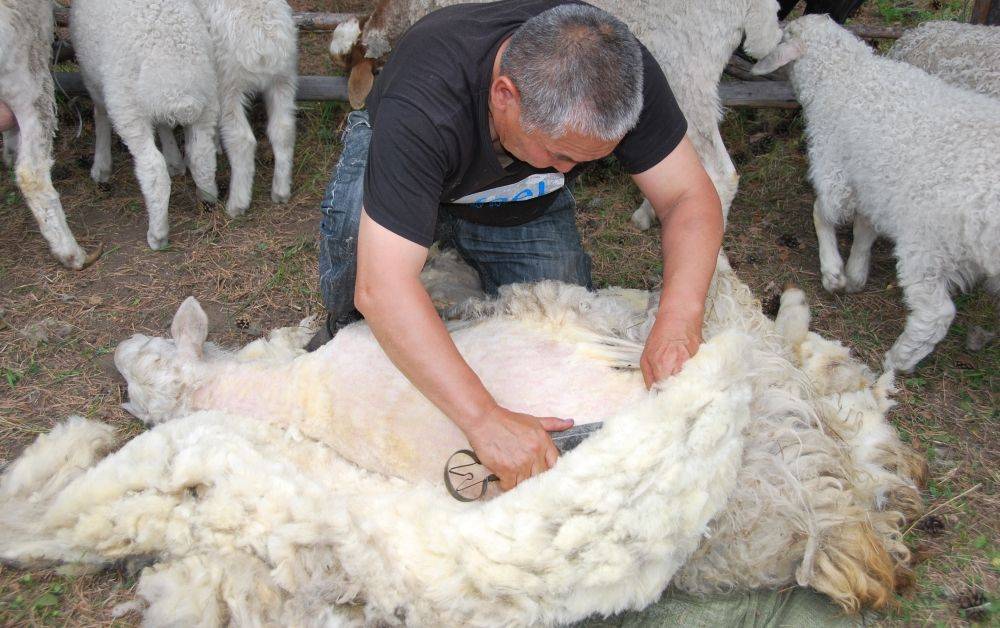 Стрижка овец: оптимальные сроки, способы, техника и особенности стрижки в домашних условиях (125 фото)
