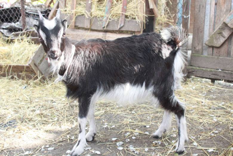 Тоггенбургская порода коз: фото, описание, продуктивность, достоинства