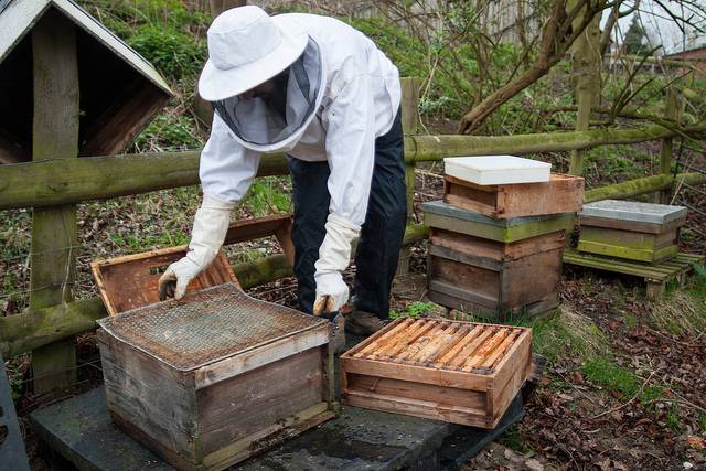 Важное о пчеловодстве для начинающих: с чего начать и как ухаживать за пчелами