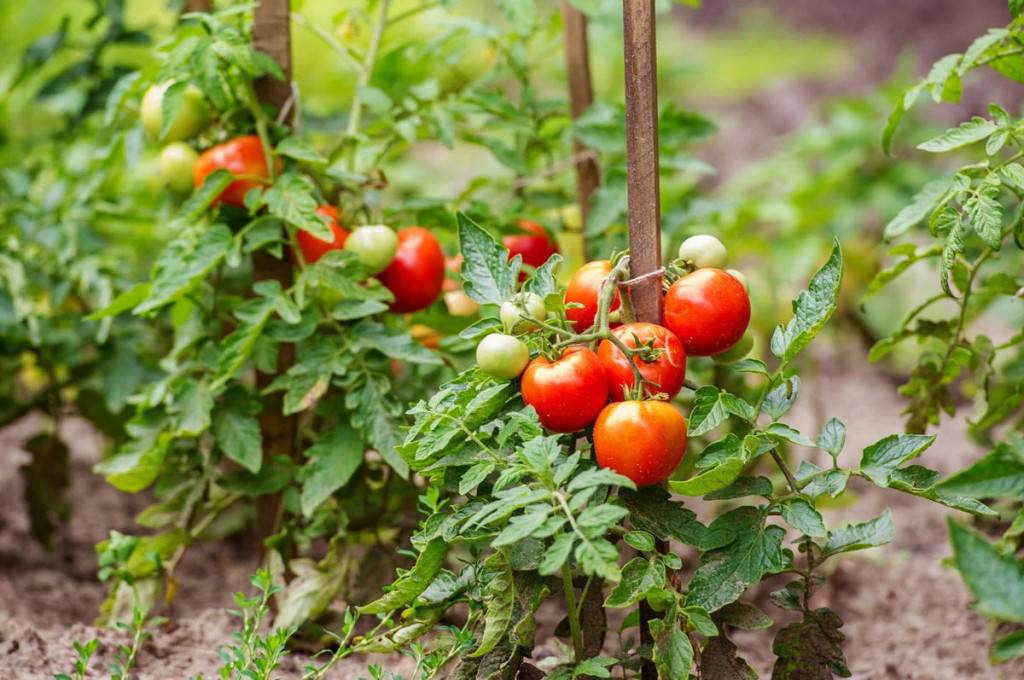 Как увеличить урожайность помидоров? главные секреты