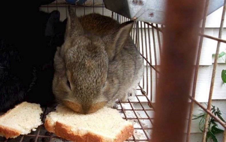Можно ли давать кроликам крапиву: польза и вред, нормы кормления