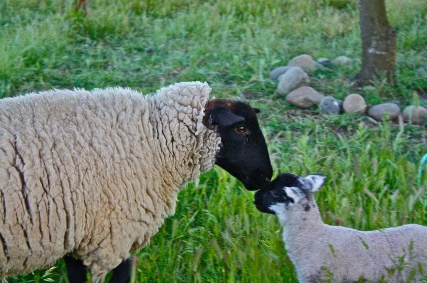 Овцы породы дорпер - 2 — agroxxi