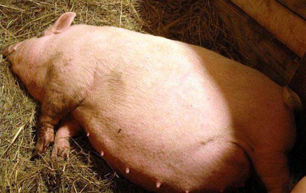 Супоросная свинья: кормление и содержание • признаки, сколько дней