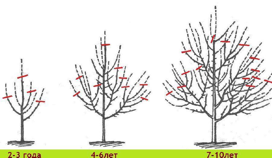 Соверен - правильная обрезка яблонь, кроны деревьев, как правильно сделать?