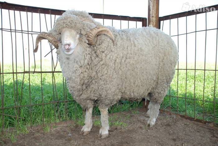 Описание овец тонкорунных пород мериносов, продуктивность, достоинства