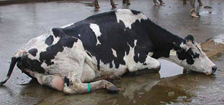 Почему молоко у коровы горчит и можно ли его пить | причины и как устранить