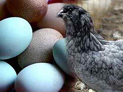Куры араукана — порода, которая несет голубые яйца