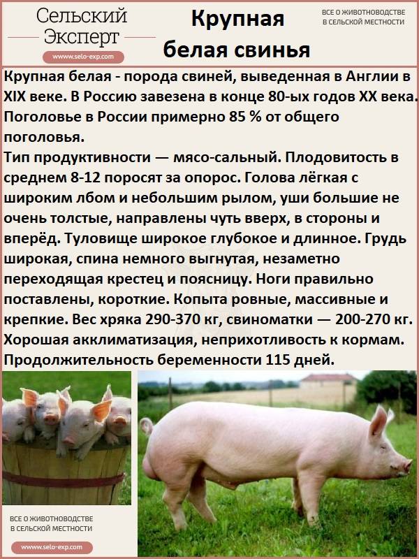Сравнительная таблица по породам свиней — свиноводство