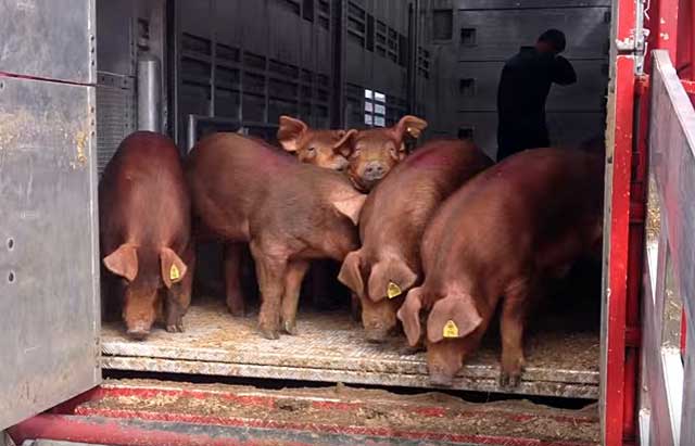Описание и характеристика свиней породы дюрок