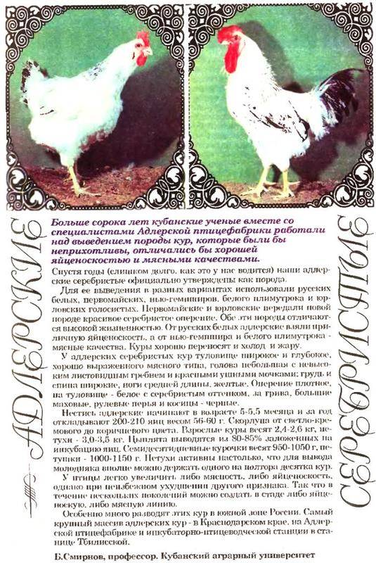 Адлерская серебристая порода кур: характеристика, описание, особенности содержания