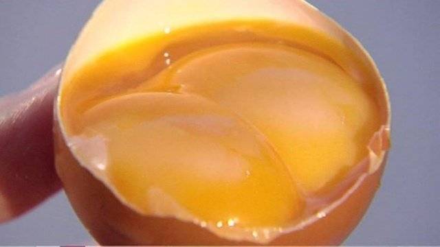 Двухжелтковые яйца: норма или отклонение. почему это происходит