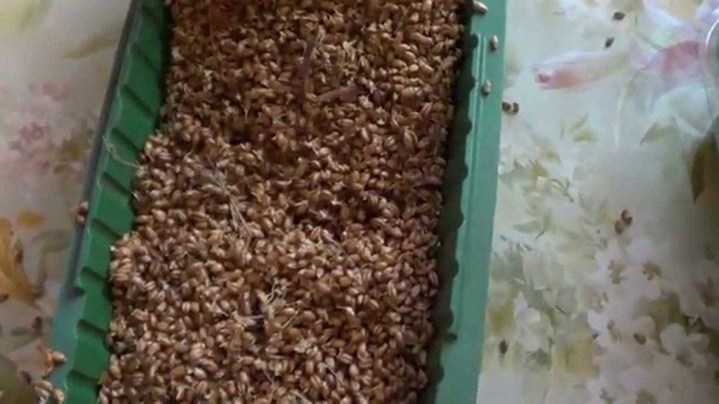 Как прорастить пшеницу для кур и другое зерно, в каких количествах давать
